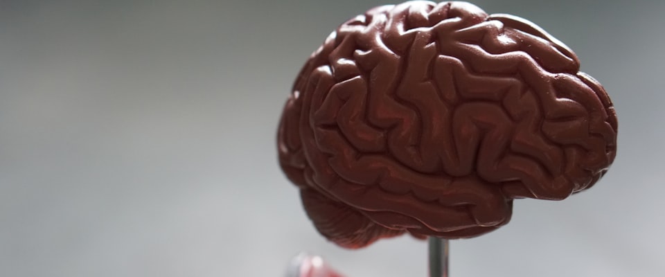 microplastics dementia brain hero image