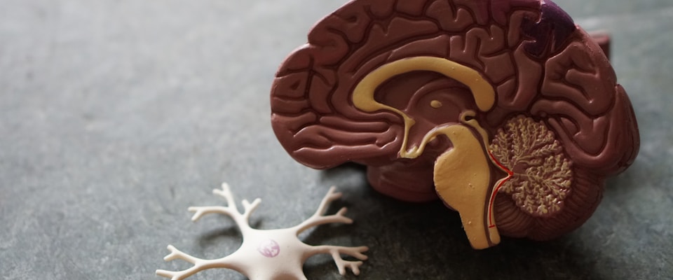 microplastics heart health 2026 hero image